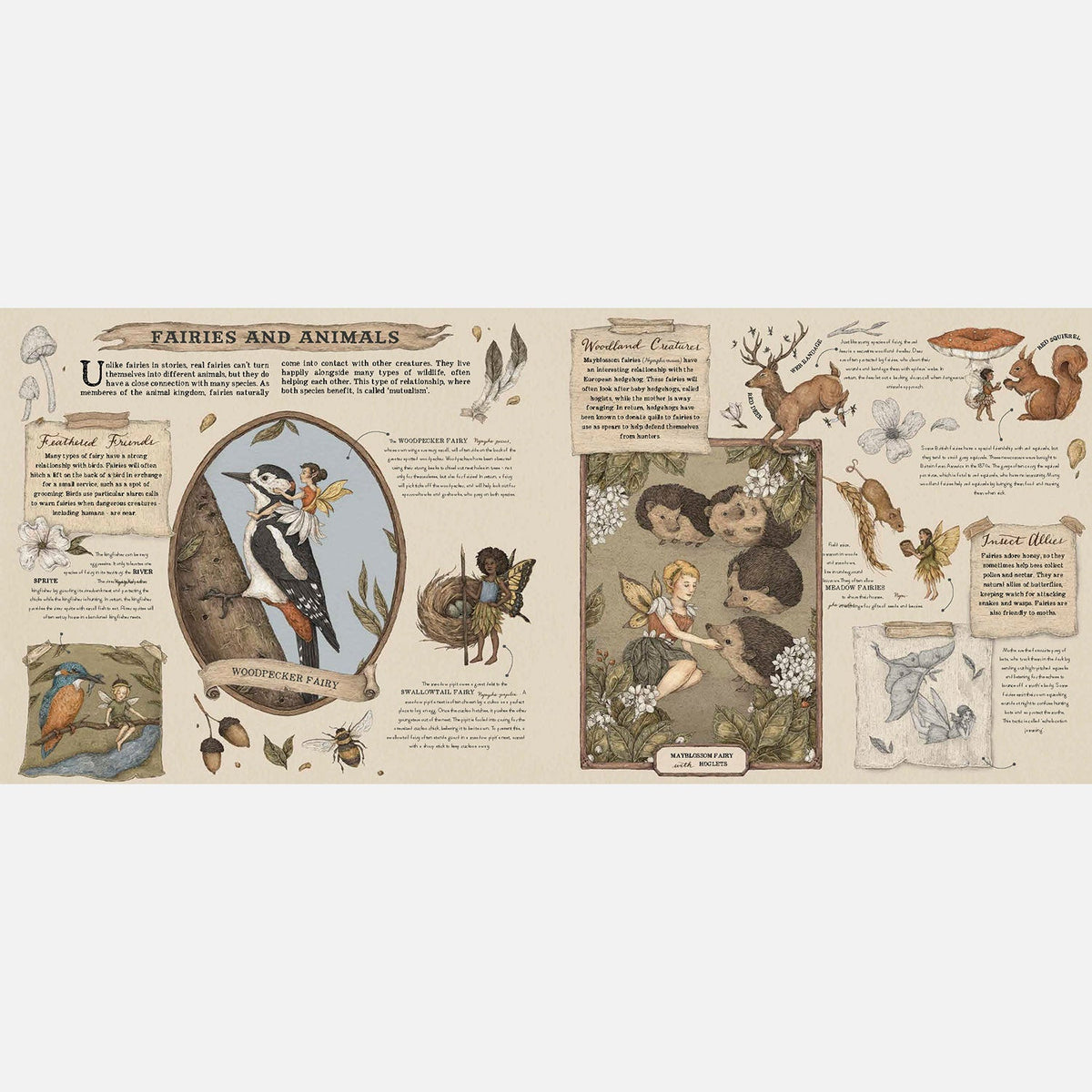 Libro illustrato sulla natura delle fate
